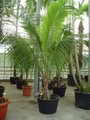 Ravenea Rivularis